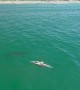 Great White Sharks Feast on Dolphin