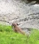 Boxer Slips Back into Stream