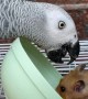 Peckish Parrot Flips Bowl on Hogging Hamster