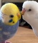 Cute parrot tries to play with his toy friend