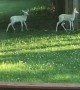 Deer Brings Albino Fawns for Daily Visits