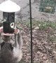 Hungry Raccoon Hangs from Feeder