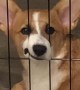 Dog's Sad Face is Impossible to Ignore