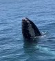 High Fived by Humpback Whale