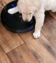 Puppy Takes Robot Vacuum for a Ride