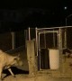 Big Scare Causes Cow to Slip