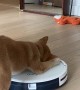 Robot Vacuum Runs Away From Puppy