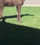 Moose Peacefully Trots on Front Lawn