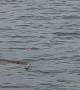 Rattlesnake Swims at the Beach