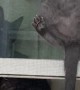 Acrobatic Kitty Climbs up Window Screen
