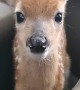 Fawn Bleats After Being Rescued
