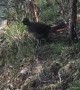 Lyrebird Imitating the Calls of Others