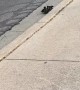 Ducklings Follow Mom Across Street and up a Curb