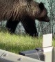 Large Grizzly Calmly Crosses Bridge