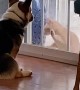Corgi is Indifferent to Cat's Desire to Come Inside