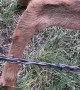 Elk Calf Freed From Fence