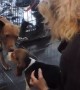 Beagle puppy teaches these rescue dogs to trust humans