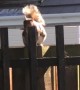 Squirrel Has a Great Fence-Side Performance