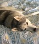 Vocal husky is too tired to get out of bed today
