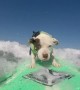 Abandoned Dog Becomes Surfing Pro