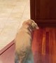 Dog Scared of Floorboard Finds Genius Solution