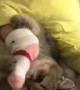 Kitty adorably plays with little baby\'s feet