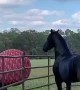 Friesian Horse Plays Ball