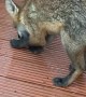 Friendly Fox Gets a Hand-Fed Treat