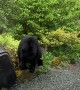Bear Tries to Break in to Bear Proof Trash Can