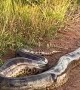 Roadside Anaconda Gets Rowdy