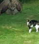 Owl Intimidates Cat With Impressive Display