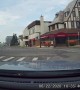 Skunk Family Using Crosswalks in Niagara Falls
