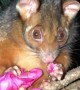 Aussie Possum Eating Pink Flower