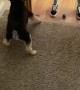 Pup Passes the Ball Back