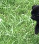 Courageous Pug Pup Tackles a Dandelion