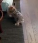 Dog vs Door