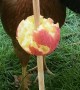 Apple on a Stick for Some Hungry Chicks