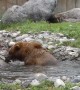 Rescued Bears Play About in Encounter