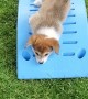 Corgi Slowly Slides into Monday