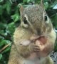 Chipmunk Loves His Cup Of Hazelnuts