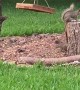 Backyard Squirrel Circus