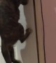 Cat Climbs to Open Door for Its Buddy