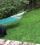 Mama Bear Brings Her Baby Cubs to Check Out Hammock