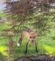 Random Kitty Has Standoff With Fox in Front Yard