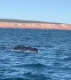 Whale Breach Next to Boat
