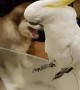 Barking Bird Confounds Canines