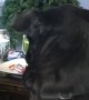 Dog Snatches Salami From Cat's Head