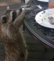 Raccoon Tries to Take Cell Phone