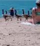 Geese Take Over Beach to Go for a Swim