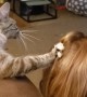 Cat Helps Comb Hair